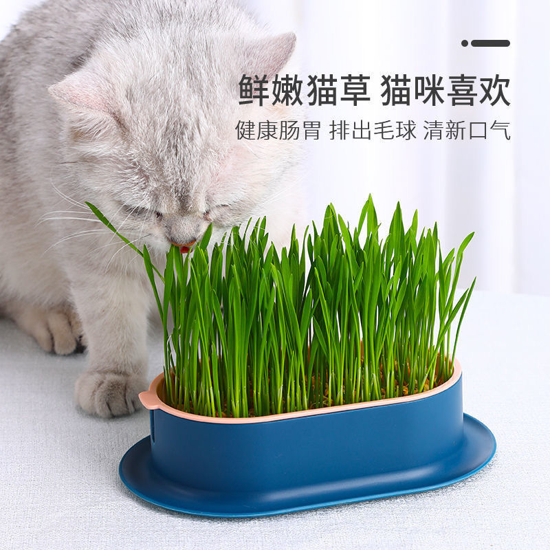 猫草小麦种子盆栽懒人无土水培猫草自种盒盆栽化毛球片猫薄荷零食