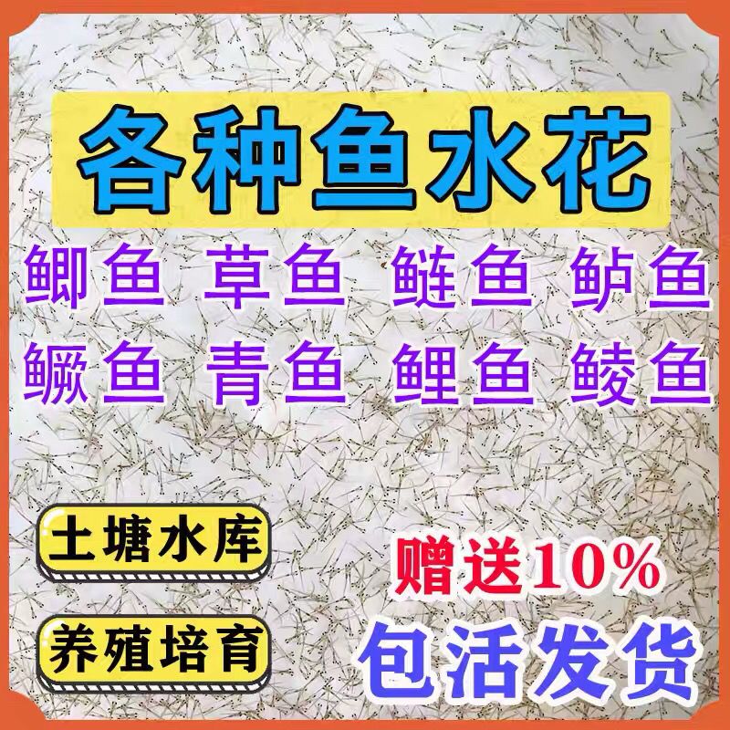 花鲢水花鱼苗 鳙鱼水花刚孵化出膜能平游的幼苗