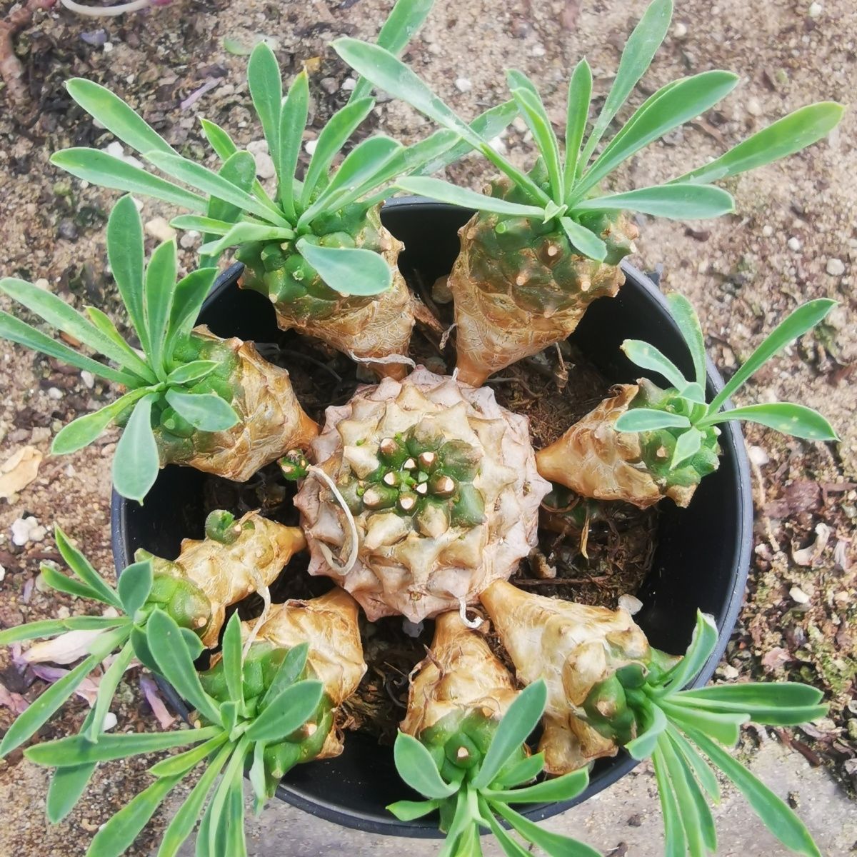 铁甲麒麟峨眉山铁甲丸实生稀有块根多肉盆栽易养夏型植物农夫花园
