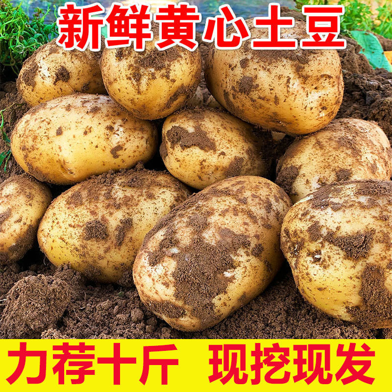 【土豆批发】黄皮黄心土豆批发新鲜蔬菜当天现挖马铃薯1/5斤/10斤
