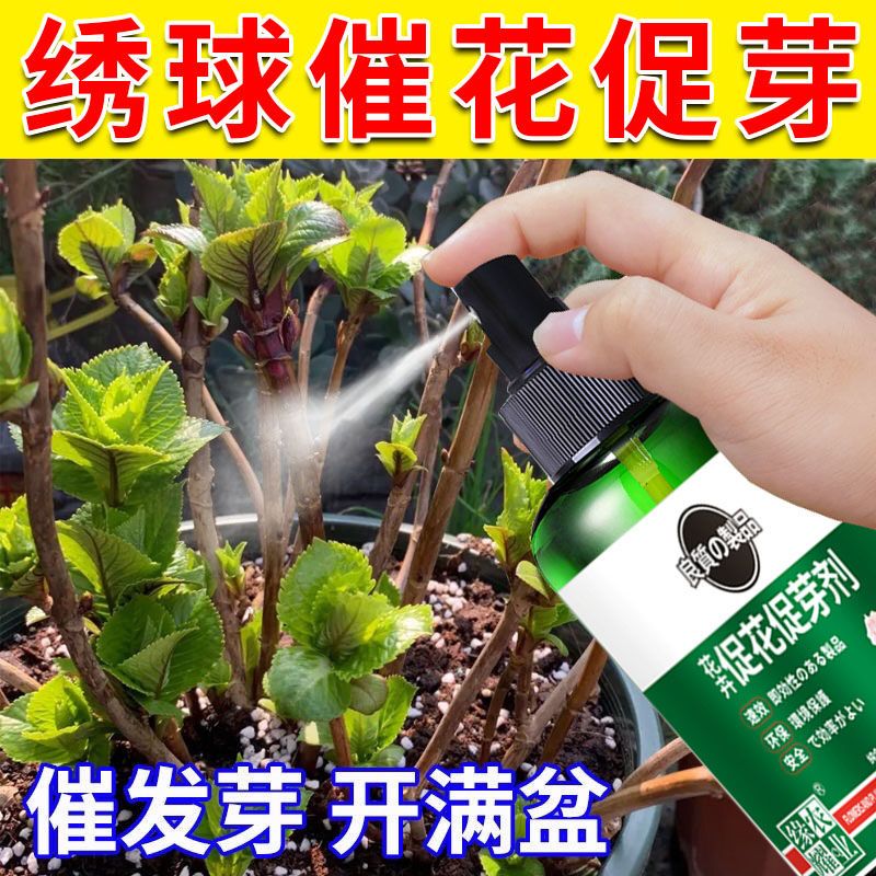 绣球催花促芽剂防花蔫黄叶不开花促发芽开花延长花期免稀释叶面肥 图片 2