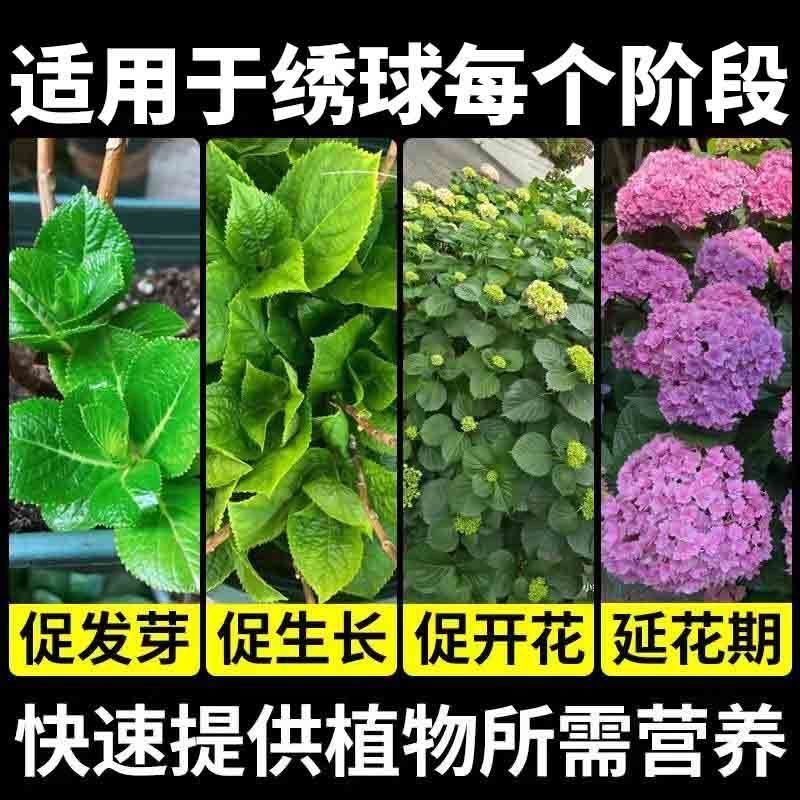 绣球催花促芽剂防花蔫黄叶不开花促发芽开花延长花期免稀释叶面肥 图片 7