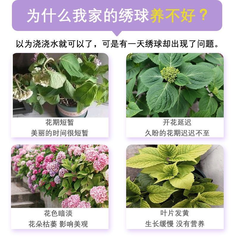 绣球催花促芽剂防花蔫黄叶不开花促发芽开花延长花期免稀释叶面肥 图片 6