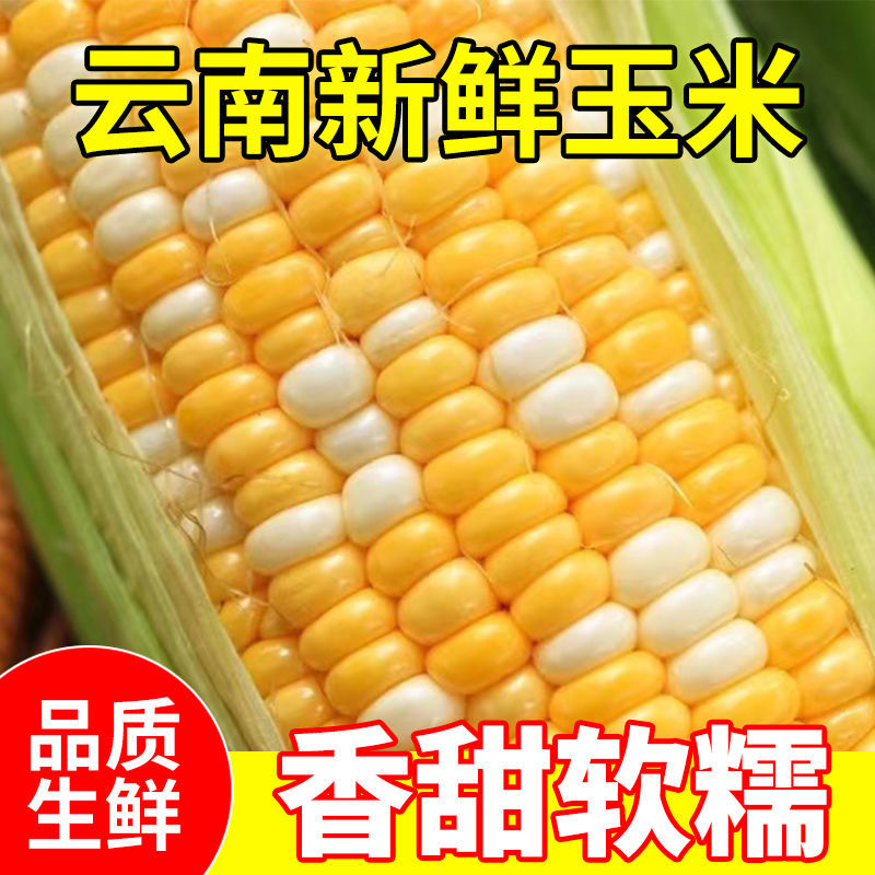 三禾鲜生云南水果玉米 5/9斤新鲜生吃甜玉米棒子粒粘糯黏香甜软糯