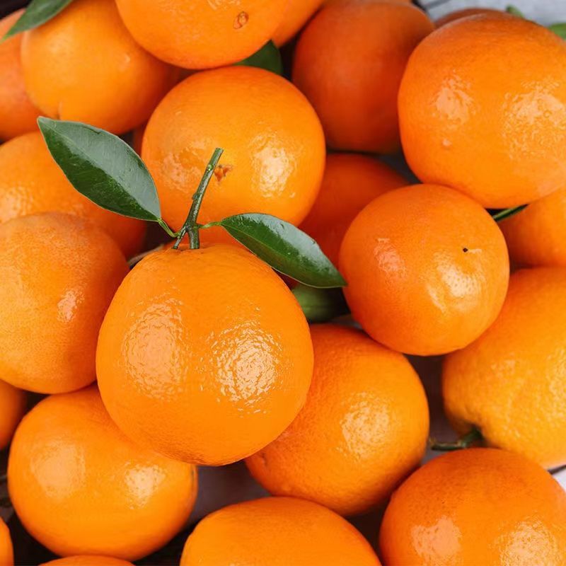 橙子秭归夏橙当季新鲜水果5/10斤现摘手剥甜橙脐橙冰糖橙批发包邮
