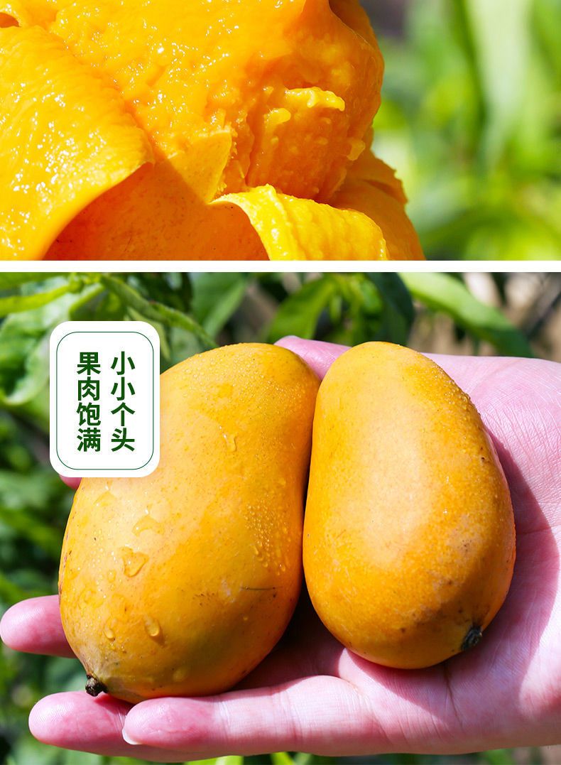 小台农芒果现摘新鲜应季水果1/5/10斤装鸡蛋芒整箱批发包邮