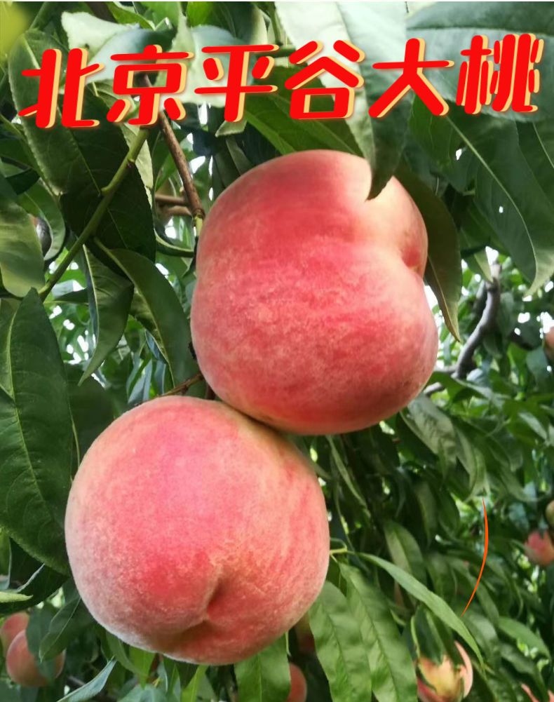 >  		     顺丰包邮北京平谷大桃春雪久保水蜜桃14号9现发脆甜鲜水果