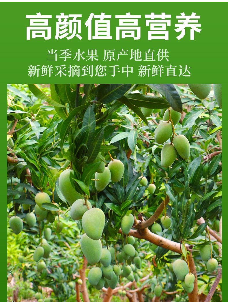 小台芒海南芒果树上熟纯天然新鲜孕妇台农芒