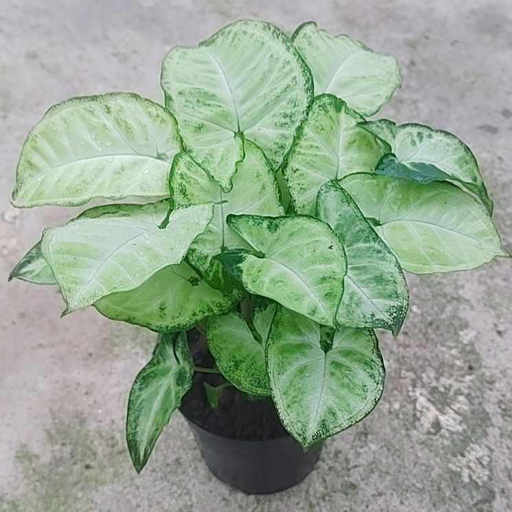 粉红佳人粉色恋人合果芋室内桌面盆栽绿植物芒果慕斯黄金童子 1月28日发完 虎窝拼