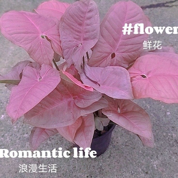 粉红佳人粉色恋人合果芋室内桌面盆栽绿植物芒果慕斯黄金童子 1月28日发完 虎窝拼