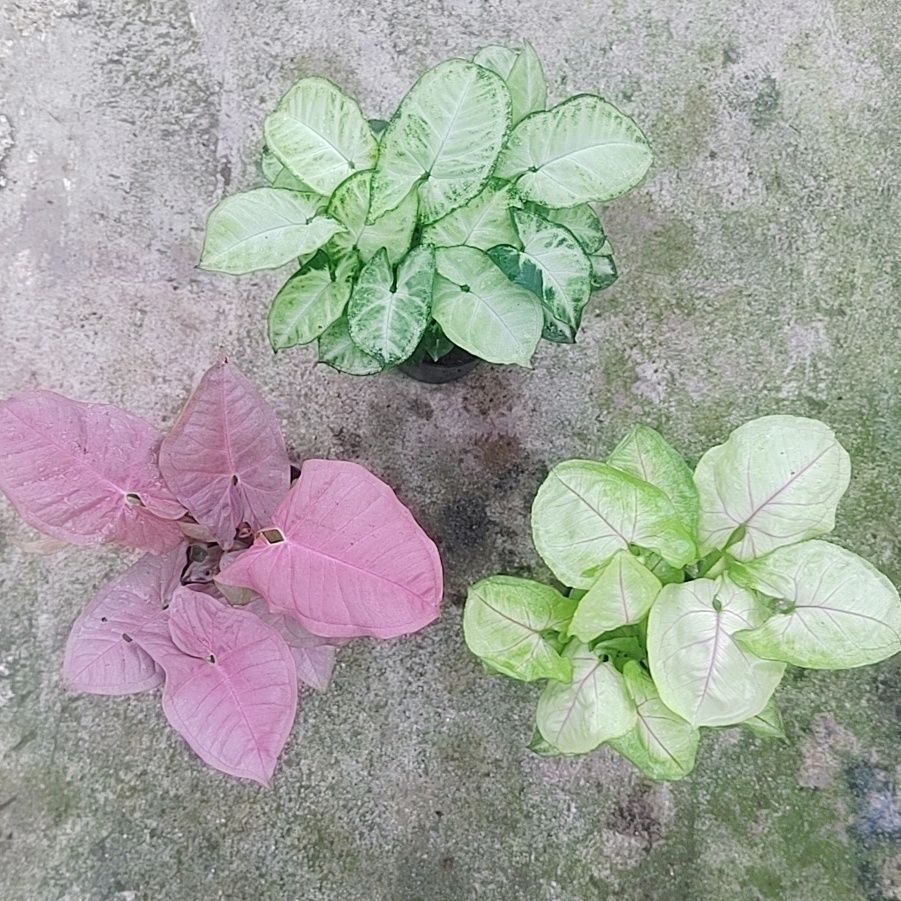 粉红佳人粉色恋人合果芋室内桌面盆栽绿植物芒果慕斯黄金童子 1月28日发完 虎窝拼