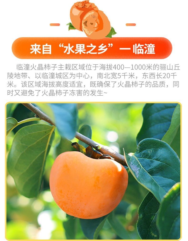火晶柿子陕西临潼软小柿子超甜新鲜水果应季甜柿批发市场非大柿子