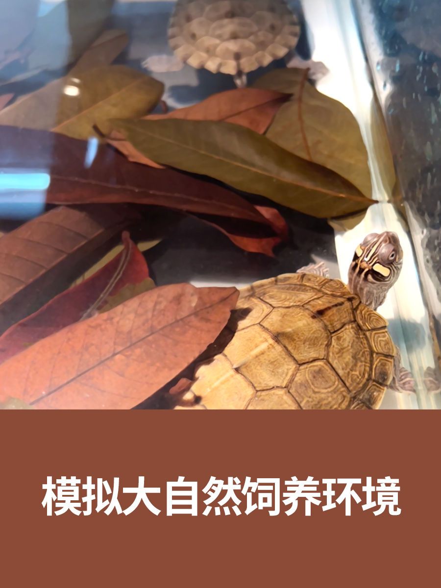 乌龟龙眼叶养龟水族免煮预防乌龟腐皮改善水质乌龟缸躲避桂圆叶子