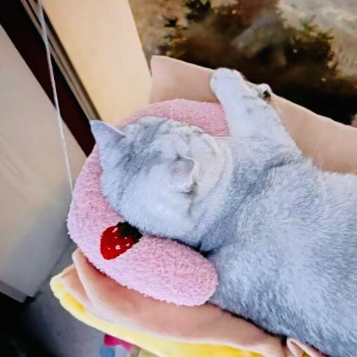 猫咪枕头柔软舒适可拆洗小u型枕宠物毛绒玩具狗狗枕头猫狗通用品i