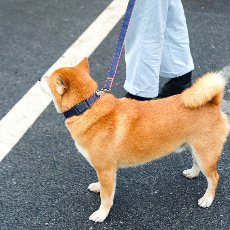 Dog Leash Dog Chain Walking Dog Leash Collar Harness Puppies Small Medium Dog Teddy Corgi Pet Supplies