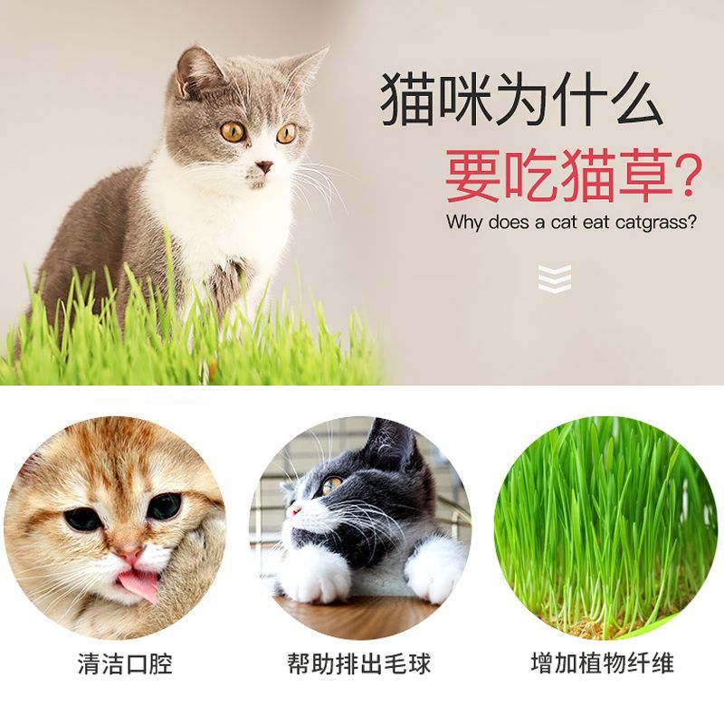 Cat grass hydroponic cat grass seed planting kit cat hair cream to hair ball cat grass seed cat snacks catnip