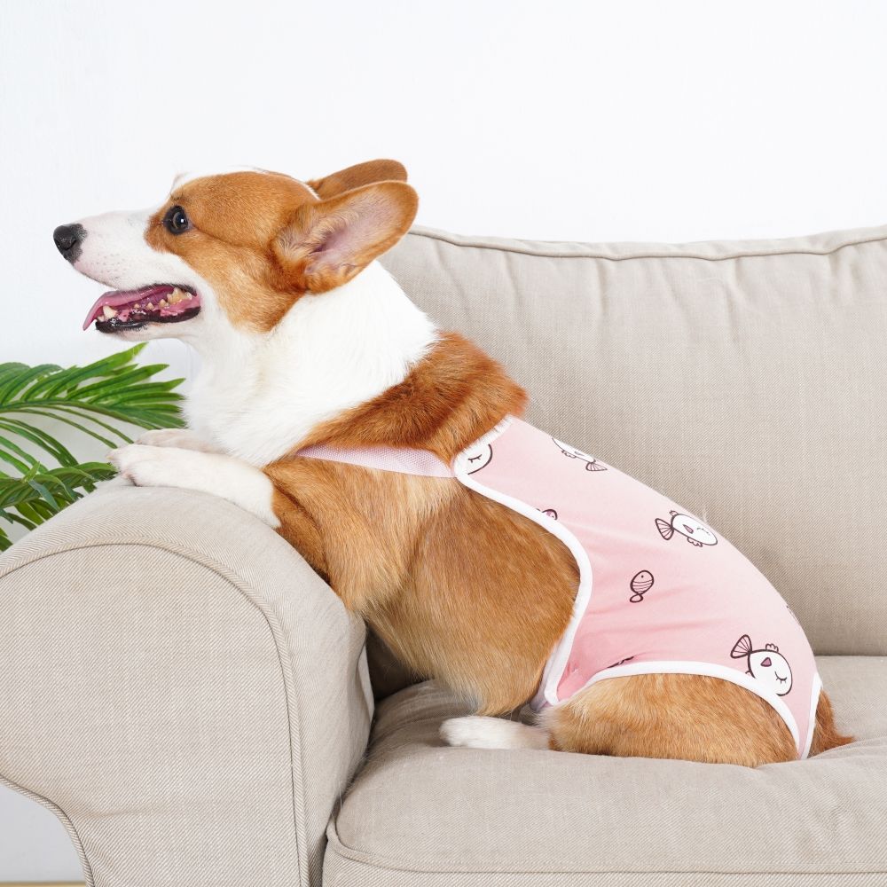 麦德豪宠物服饰怎么样 这个绝了~柯基生理裤_什么值得买