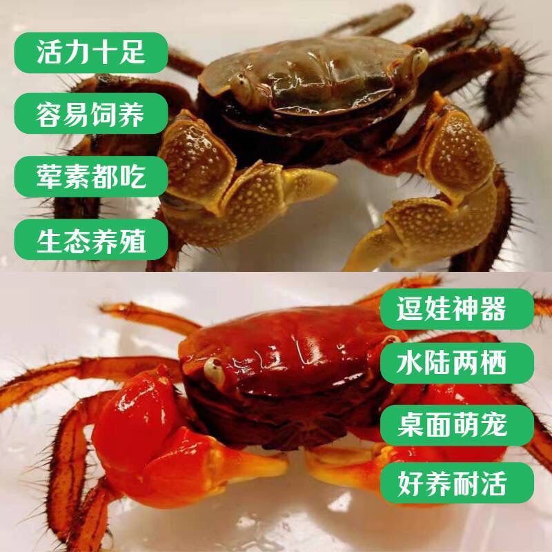 精品相手蟹生态养殖易饲养观赏蟹小螃蟹淡水观赏小宠物迷你蟹乌龟 图片 1