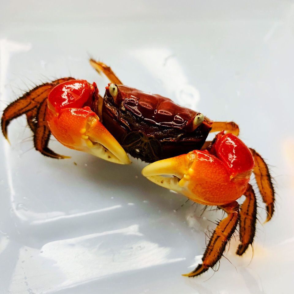 精品相手蟹生态养殖易饲养观赏蟹小螃蟹淡水观赏小宠物迷你蟹乌龟 图片 7