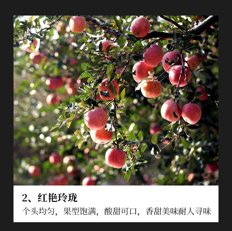 陕西旬邑红富士苹果脆甜多汁新鲜水果5/9斤