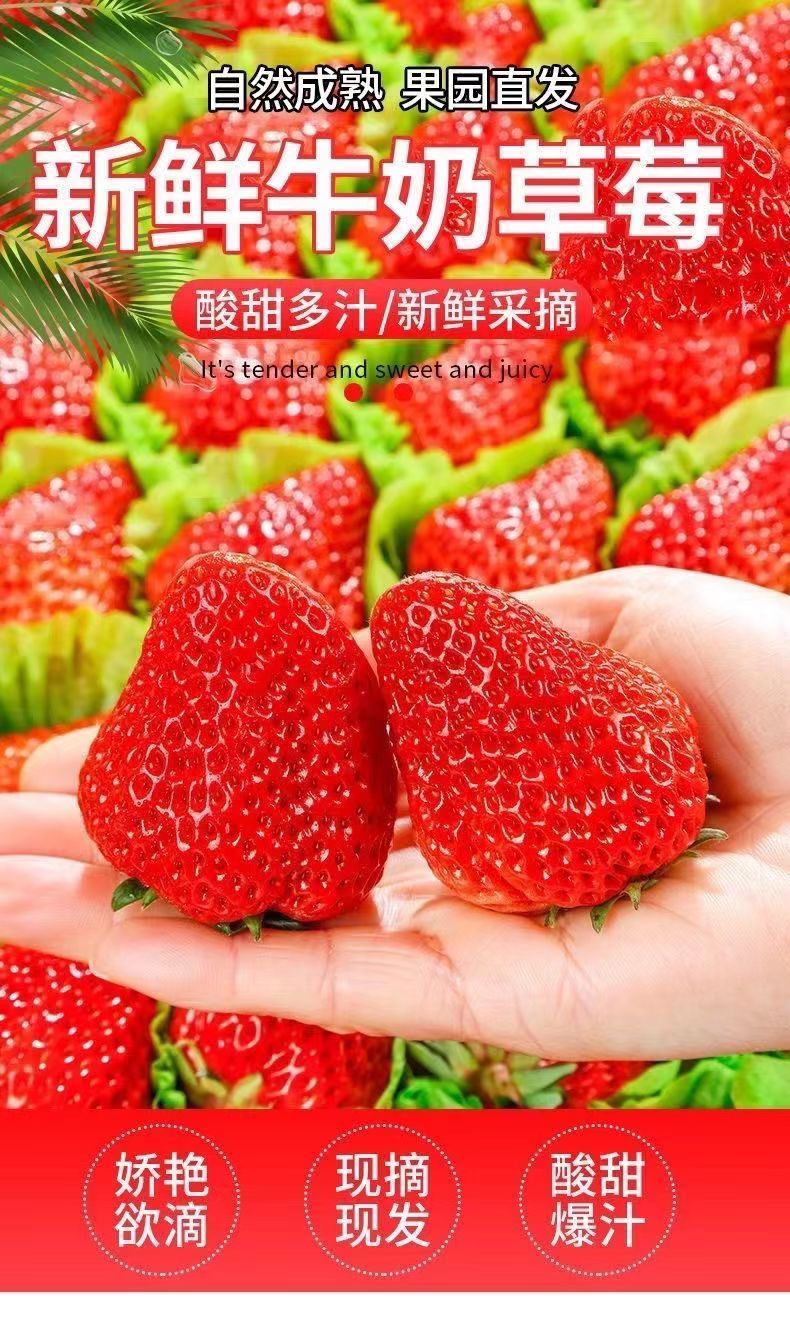 泰初源 新鲜现摘红颜99牛奶草莓应季水果孕妇儿童水果产地直发