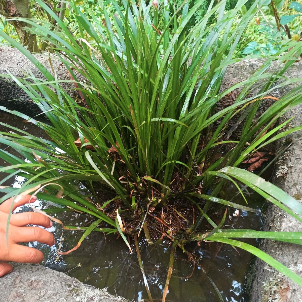 石菖蒲野生菖蒲草水培盆景附龙根苗鱼龟缸造景水养盆栽水草好养