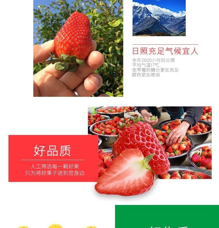 泰初源 巧克力奶油草莓新鲜顺丰包邮水果应季双流冬草莓同品种现摘现发
