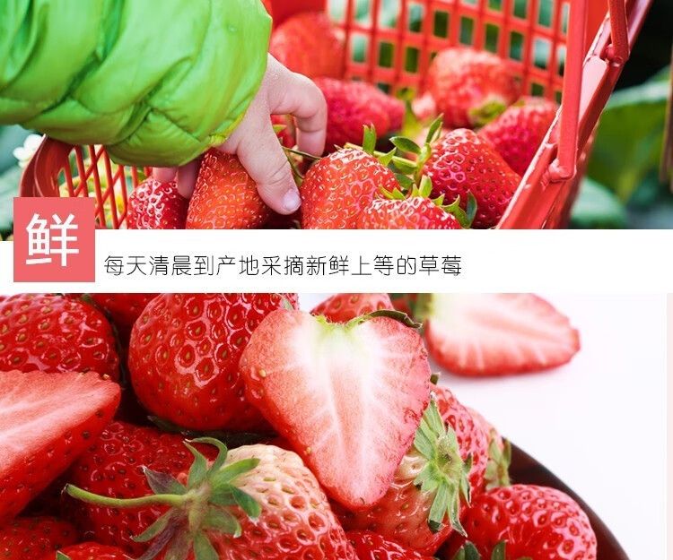 泰初源 巧克力奶油草莓新鲜顺丰包邮水果应季双流冬草莓同品种现摘现发