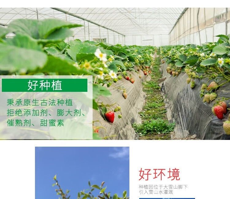 泰初源 巧克力奶油草莓新鲜顺丰包邮水果应季双流冬草莓同品种现摘现发