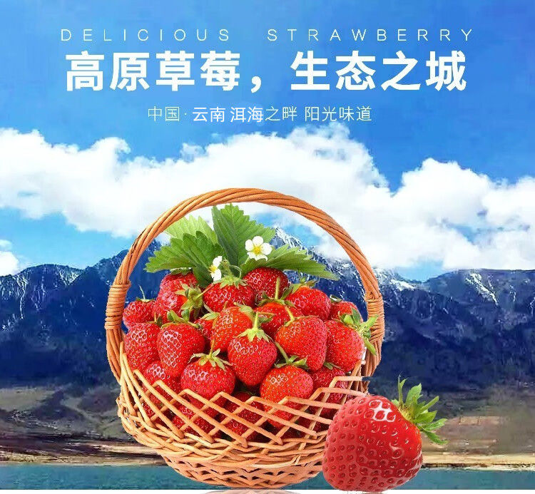 泰初源 巧克力奶油草莓新鲜顺丰包邮水果应季双流冬草莓同品种现摘现发