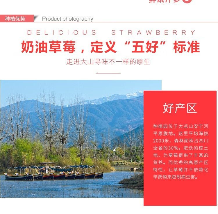 泰初源 巧克力奶油草莓新鲜顺丰包邮水果应季双流冬草莓同品种现摘现发