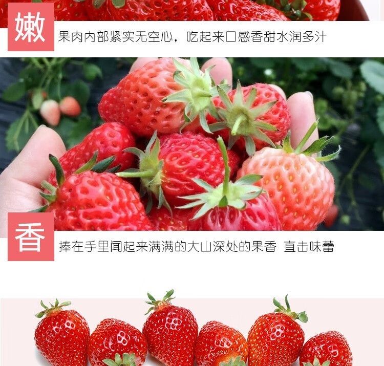 泰初源 巧克力奶油草莓新鲜顺丰包邮水果应季双流冬草莓同品种现摘现发