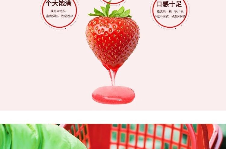 泰初源 巧克力奶油草莓新鲜顺丰包邮水果应季双流冬草莓同品种现摘现发