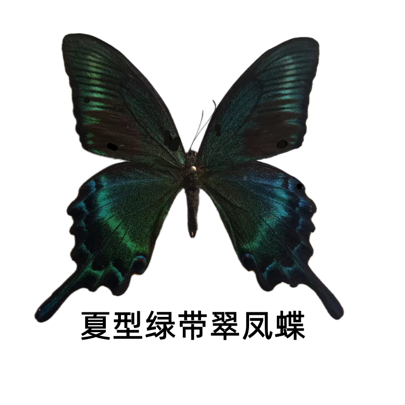 真蝴蝶标本科普展品DIY学生手工制做已展翅蝴蝶标本天堂凤蝶标本