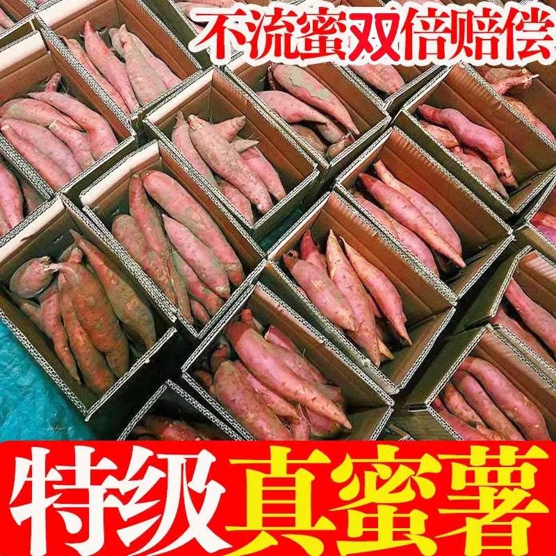 山东烟薯25糖心正宗红薯地瓜流油农家新鲜沙地蜜薯红心番薯批发 图片 1