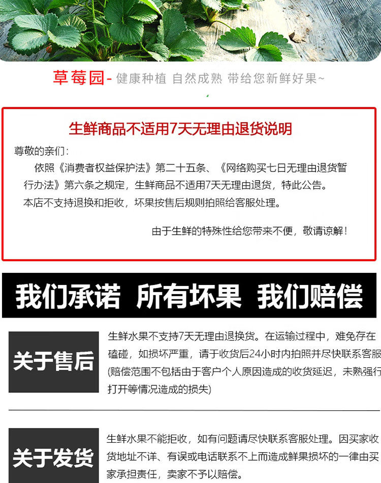 泰初源 【5斤大果】现摘红颜奶油草莓生鲜新鲜水果高品质牛奶草莓大果装