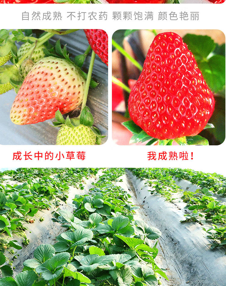 泰初源 【5斤大果】现摘红颜奶油草莓生鲜新鲜水果高品质牛奶草莓大果装