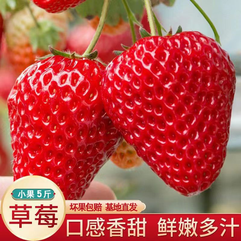 [小果5斤草莓商用批发应季水果奶油草莓新鲜现摘巧克力四季一整箱