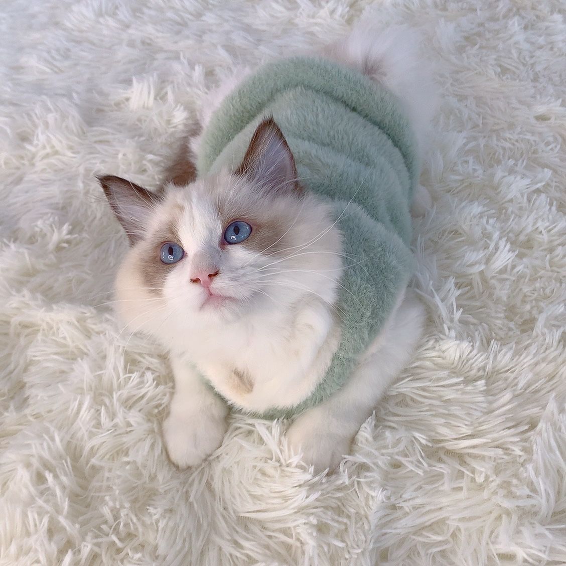 猫咪衣服秋冬季布偶猫保暖背心绒衣宠物狗狗衣服小猫猫幼猫防掉毛
