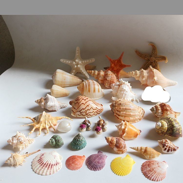 天然海螺贝壳海星鱼缸水族箱造景装饰寄居蟹换壳工艺品收藏小礼物