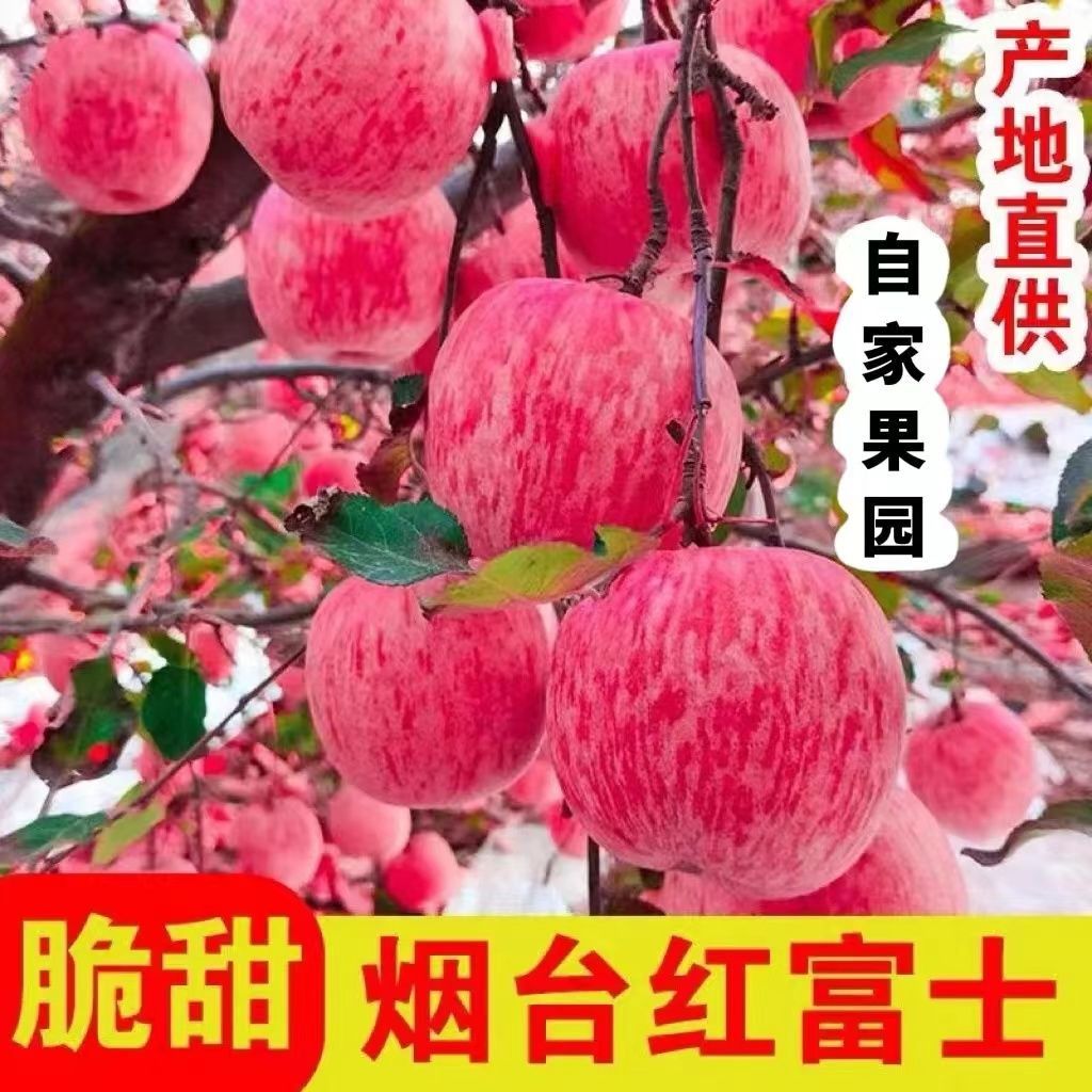 山东烟台红富士苹果应季生鲜水果批发【7天内发货】