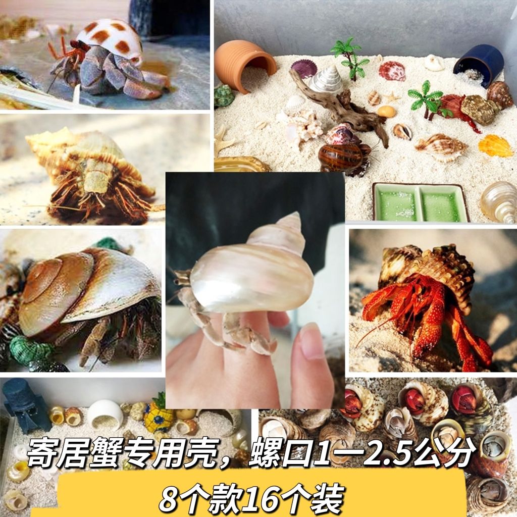 天然海螺贝壳海星鱼缸水族箱造景装饰寄居蟹换壳工艺品收藏小礼物