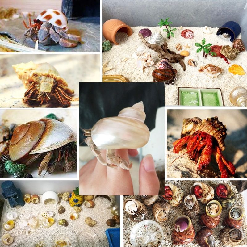 寄居蟹替换壳中小型号天然海螺贝壳卷贝鱼鱼缸造景摆件水族箱装饰