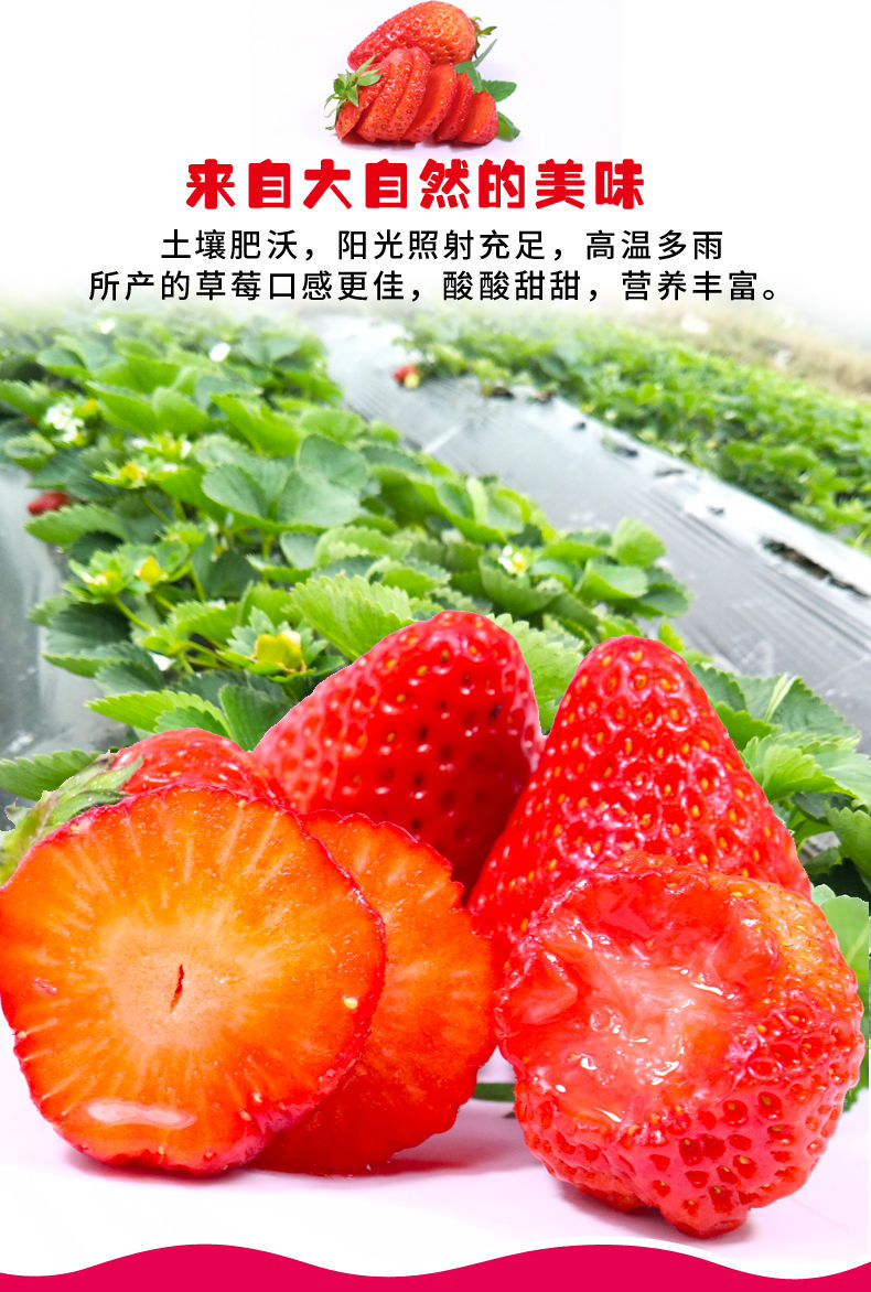 草莓新鲜当季水果草莓现摘现发甜草莓非牛奶丹东99草莓批发