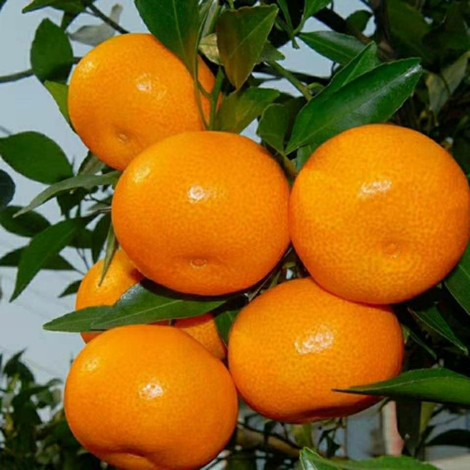 正宗石门蜜橘无籽蜜桔薄皮橘子桔子新鲜整箱当季水果现摘柑橘直发