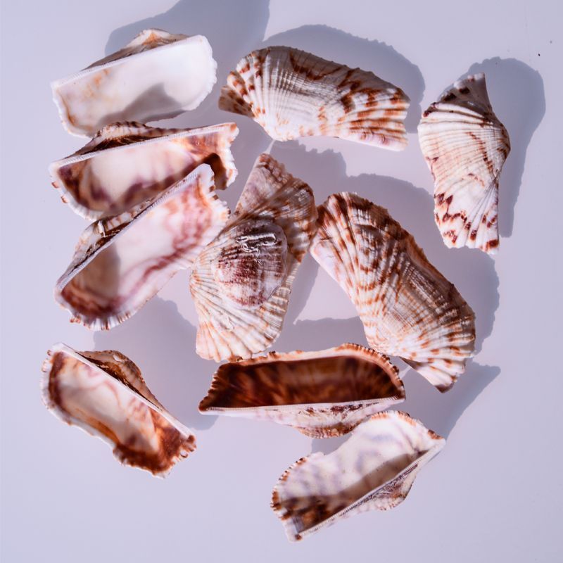 赤旋螺天然贝壳大海螺壳鱼缸装饰品水族箱造景海边地中海风格摆件