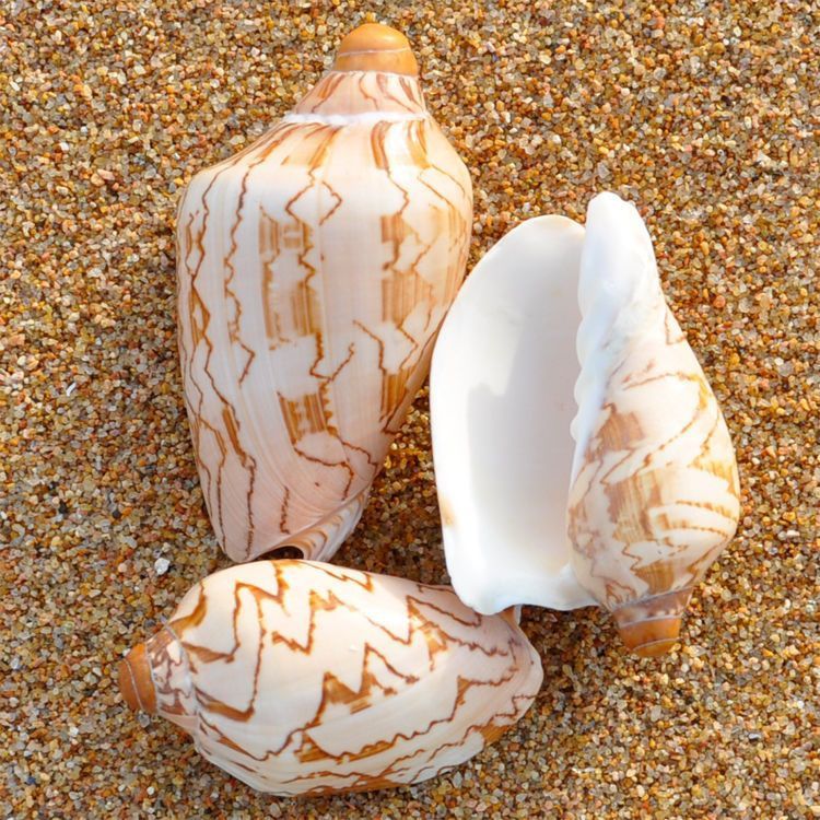 赤旋螺天然贝壳大海螺壳鱼缸装饰品水族箱造景海边地中海风格摆件