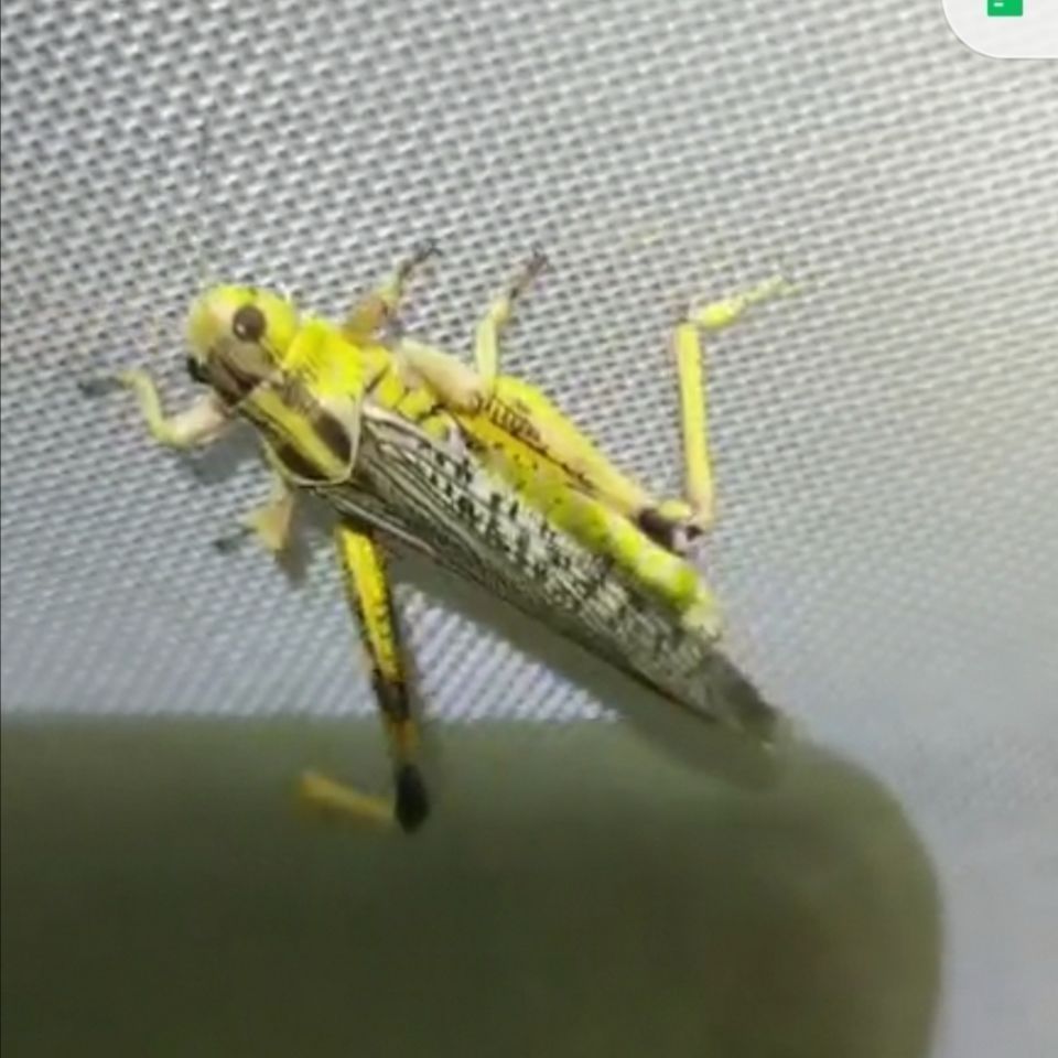 活体蚂蚱画眉食用虫喂鸟的虫子蚂蚱提性鲜活爬宠食草蜢活虫饲料虫 图片 3