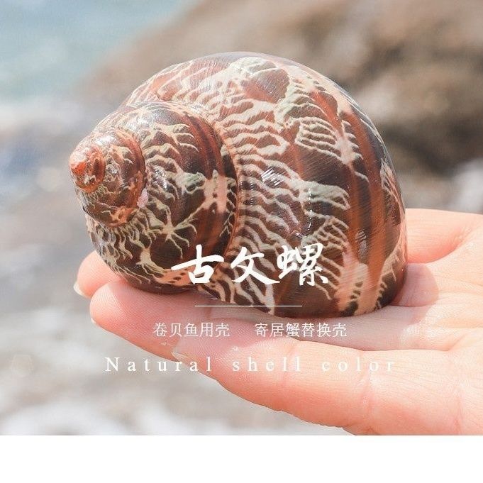 超大海螺贝壳海胆海星鱼缸造景家居摆件装饰天然海洋标本送礼