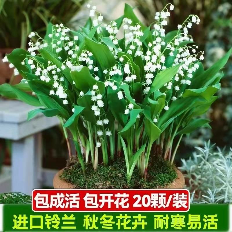 铃兰带芽花苗浓香多年生四季开花不断室内绿植盆栽耐寒好养活花卉
